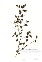 藏品(燈稱花)的圖片